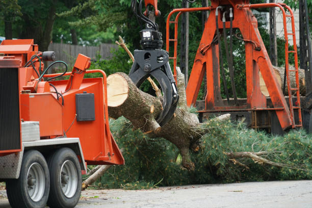 Best Fruit Tree Pruning  in Pukalani, HI